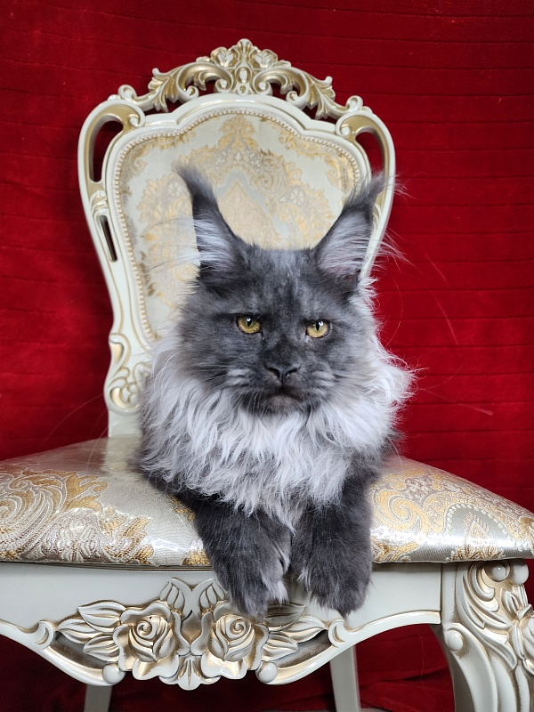 Jelly Akbars (polydactyl) - Kitten maine-coon 4 months 2 weeks