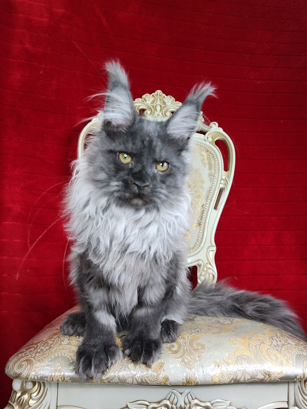 Jelly Akbars (polydactyl) - Kitten maine-coon 4 months 2 weeks