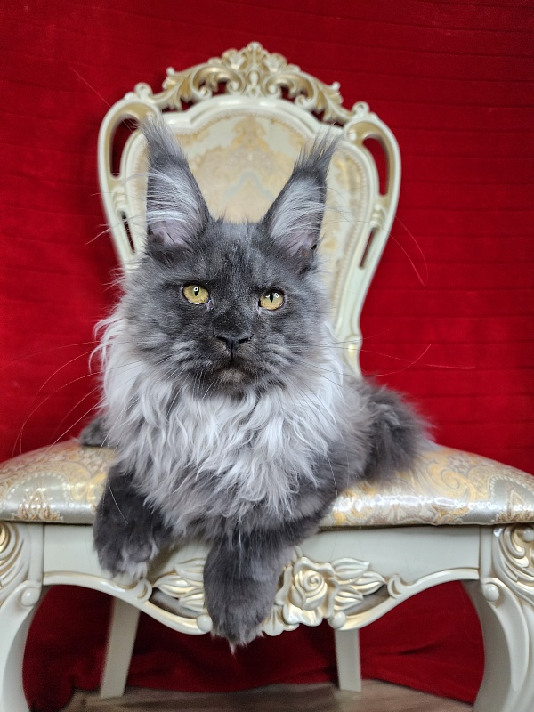 Jelly Akbars (polydactyl) - Kitten maine-coon 4 months 2 weeks