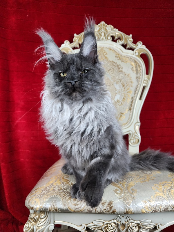 Jelly Akbars (polydactyl) - Kitten maine-coon 4 months 2 weeks