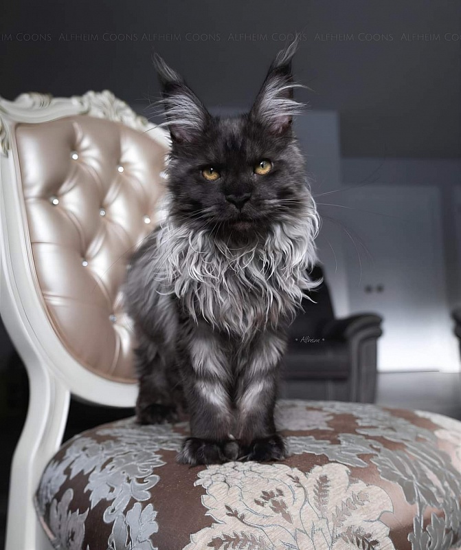 Jelly Akbars (polydactyl) - Kitten maine-coon 5 months