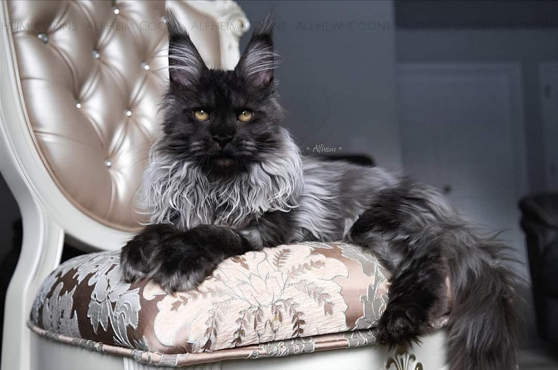 Jelly Akbars (polydactyl) - Kitten maine-coon 5 months