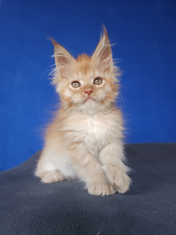 Chicago Akbars (polydactyl) - Котенок мейн-кун 1 месяц 1,5 неделя