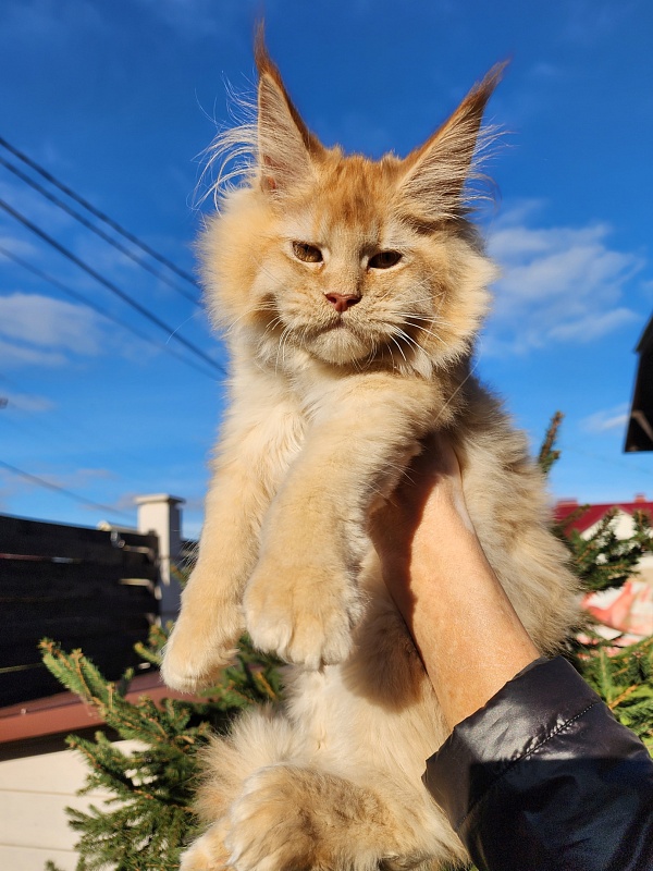 Chicago Akbars (polydactyl) - Котенок мейн-кун 3 месяца 4 недели