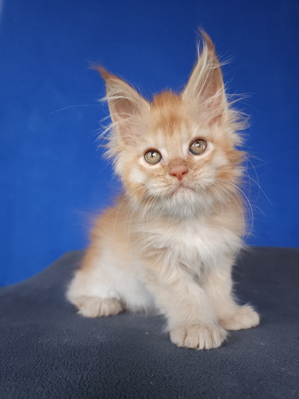 Chicago Akbars (polydactyl) - Котенок мейн-кун 1 месяц 1,5 неделя