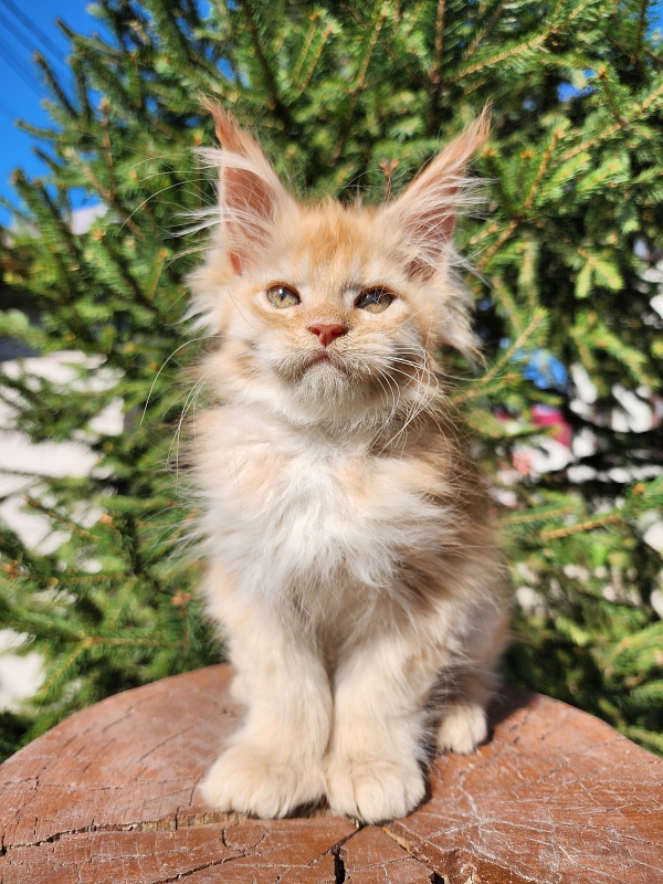 Chicago Akbars (polydactyl) - Котенок мейн-кун 1 месяц 2,5 недели