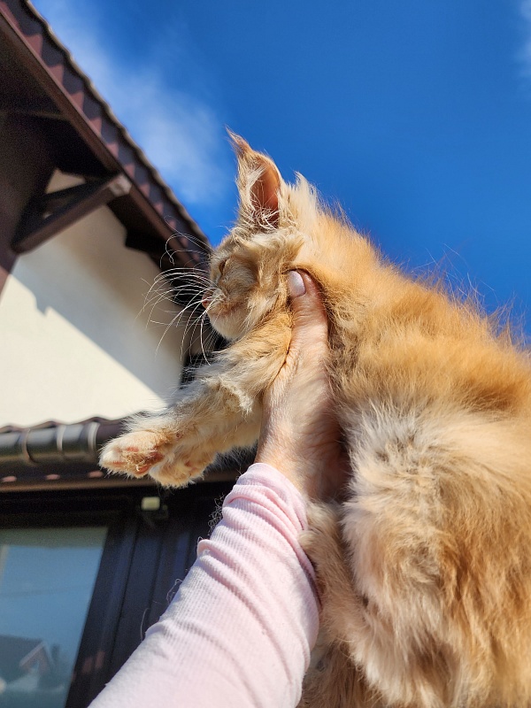 Chicago Akbars (polydactyl) - Котенок мейн-кун 1 месяц 2,5 недели
