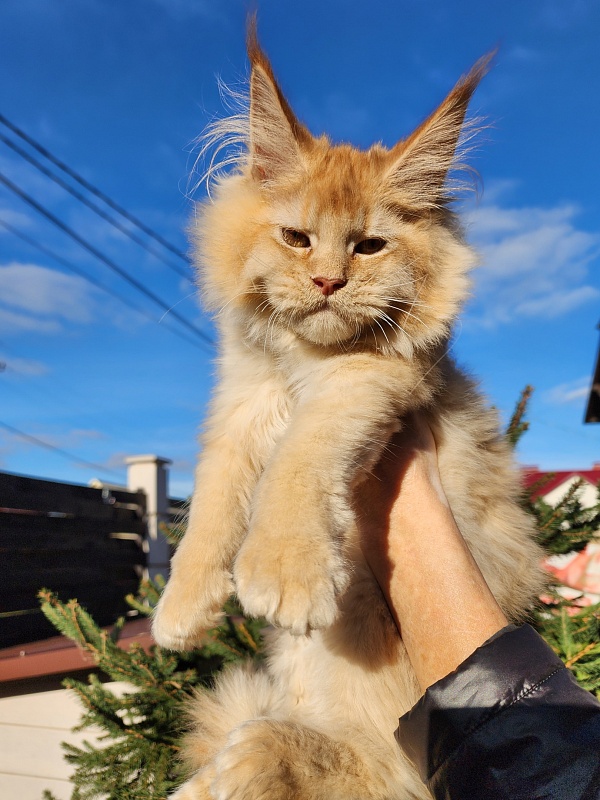 Chicago Akbars (polydactyl) - Котенок мейн-кун 3 месяца 4 недели