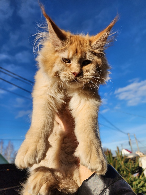 Chicago Akbars (polydactyl) - Котенок мейн-кун 3 месяца 4 недели