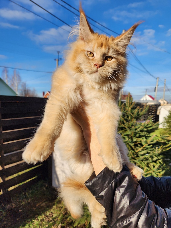 Chicago Akbars (polydactyl) - Котенок мейн-кун 3 месяца 4 недели