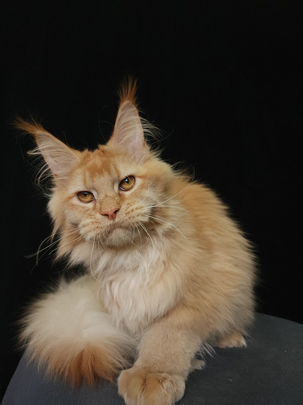 Chicago Akbars (polydactyl) - Котенок мейн-кун 6 месяцев 3,5 недели