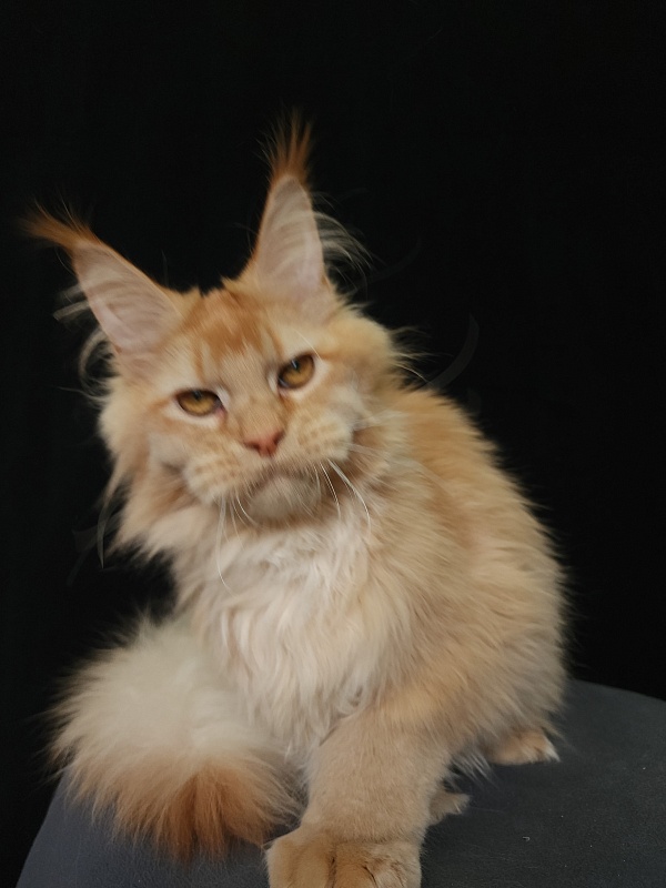 Chicago Akbars (polydactyl) - Котенок мейн-кун 6 месяцев 3,5 недели