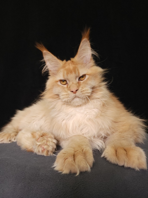 Chicago Akbars (polydactyl) - Котенок мейн-кун 6 месяцев 3,5 недели