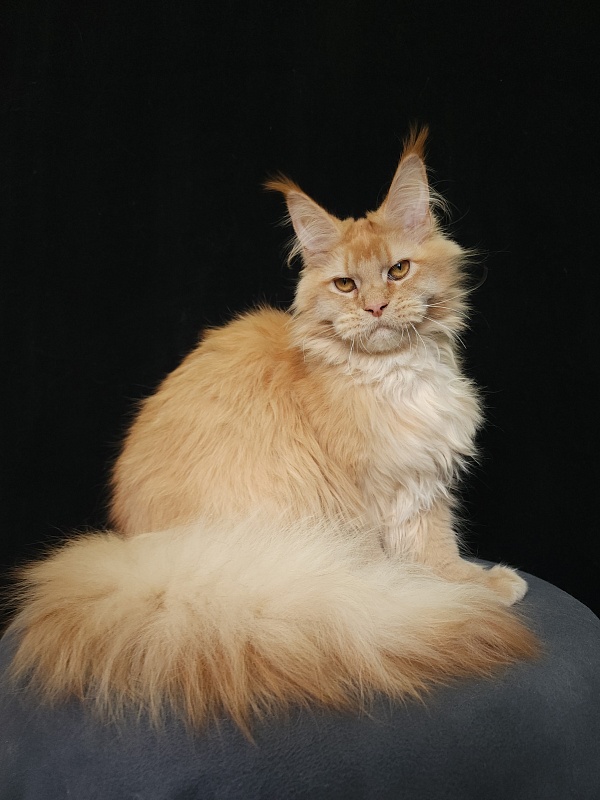 Chicago Akbars (polydactyl) - Котенок мейн-кун 6 месяцев 3,5 недели