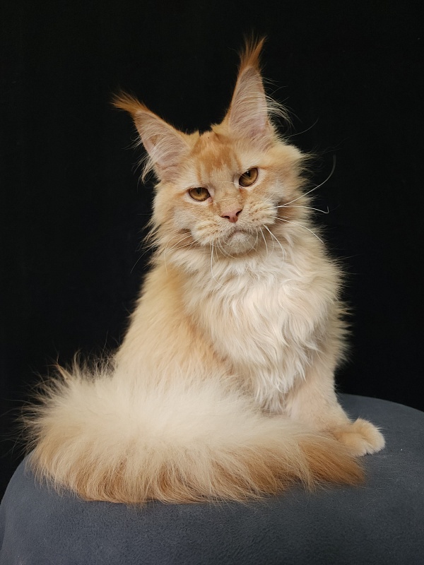 Chicago Akbars (polydactyl) - Котенок мейн-кун 6 месяцев 3,5 недели