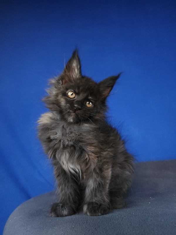 Claudia Akbars - Kitten maine-coon 1 month
