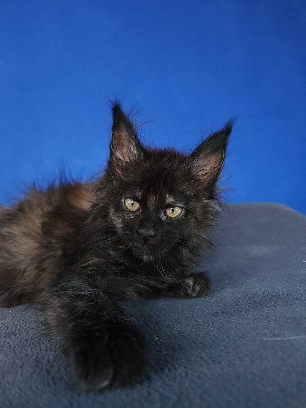 Claudia Akbars - Kitten maine-coon 1 month