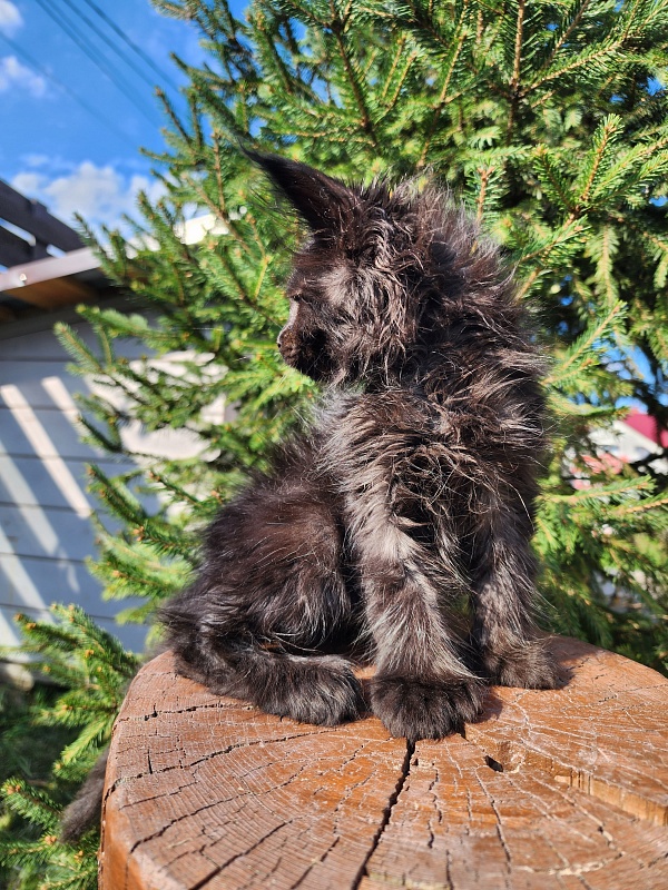 Claudia Akbars - Kitten maine-coon 1 month 3 weeks