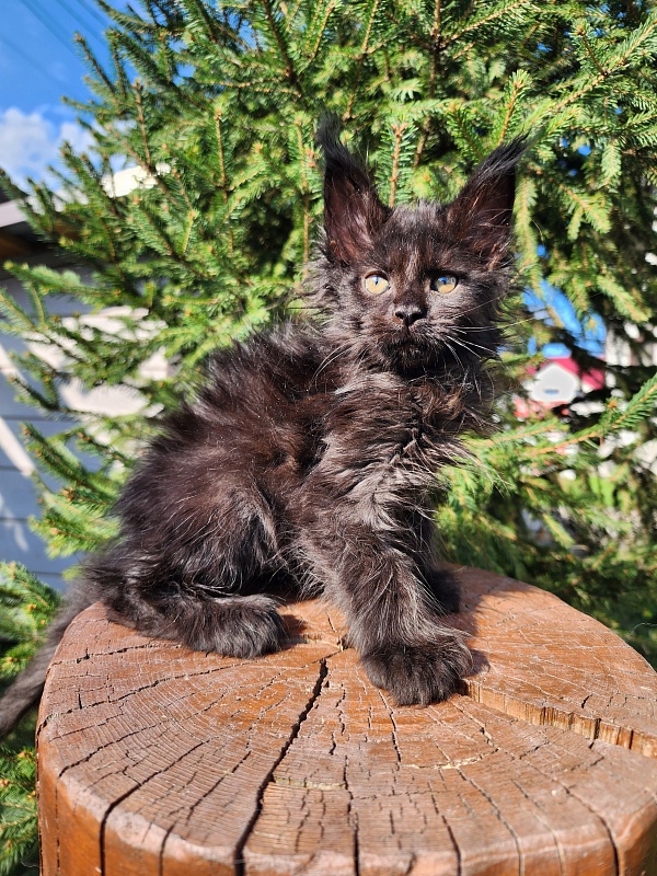Claudia Akbars - Kitten maine-coon 1 month 3 weeks