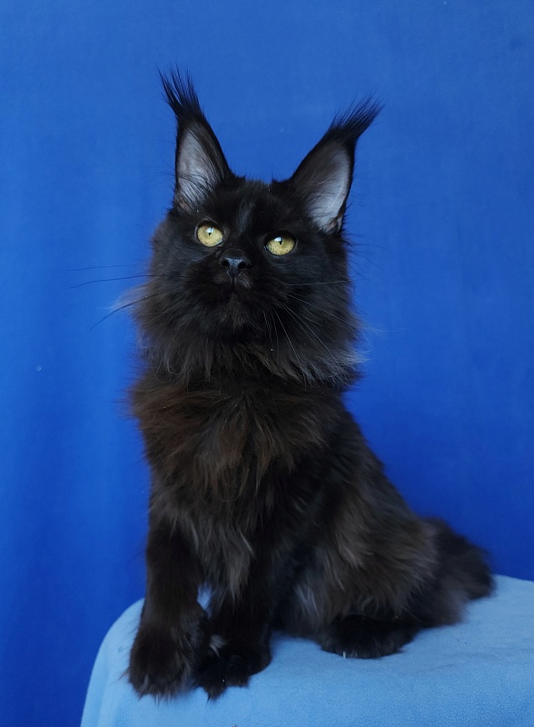 Claudia Akbars - Kitten maine-coon 6 months 1.5 week