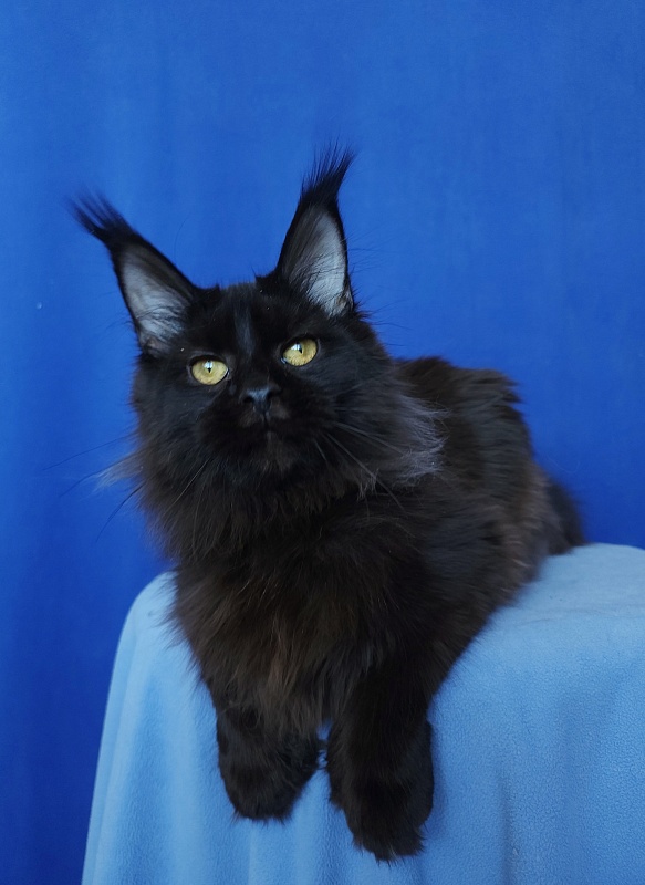 Claudia Akbars - Kitten maine-coon 6 months 1.5 week