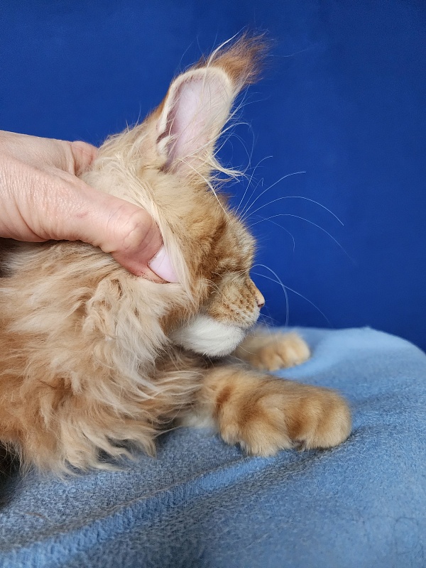 N*Anton Akbars (polydactyl 77/66) - Kitten maine-coon 3 months 2 weeks
