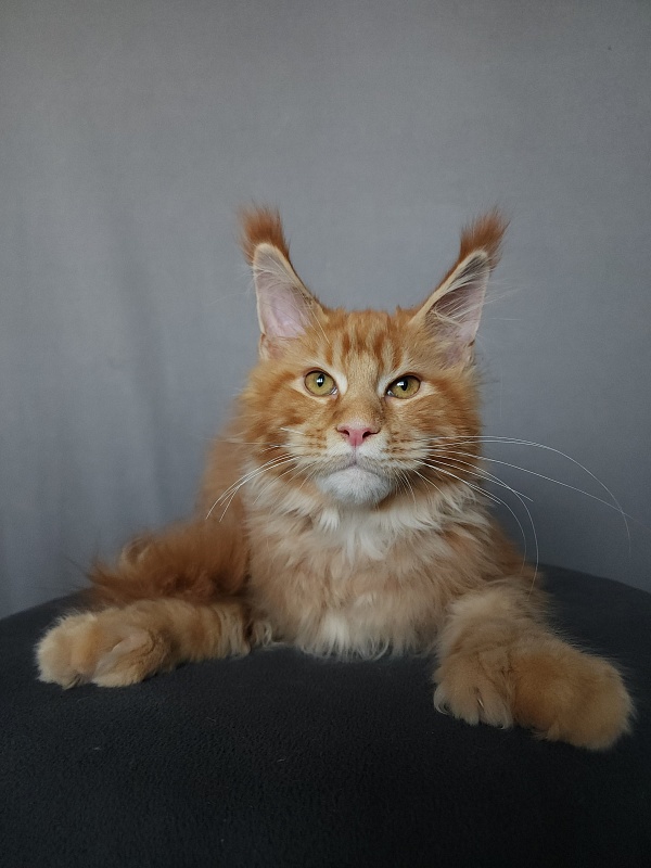 N*Anton Akbars (polydactyl 77/66) - Kitten maine-coon 5 months