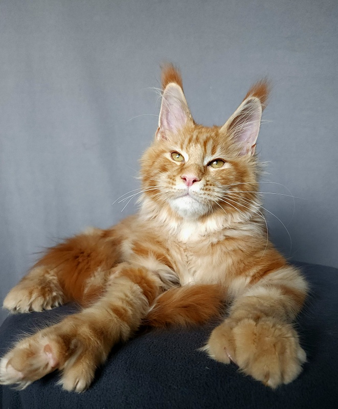 N*Anton Akbars (polydactyl 77/66) - Kitten maine-coon 5 months