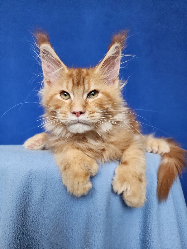 N*Anton Akbars (polydactyl 77/66) - Kitten maine-coon 3 months 2 weeks