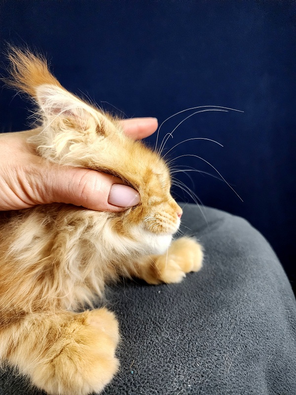 N*Anton Akbars (polydactyl 77/66) - Kitten maine-coon 2 months