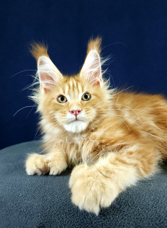 N*Anton Akbars (polydactyl 77/66) - Kitten maine-coon 2 months