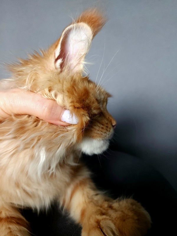 N*Anton Akbars (polydactyl 77/66) - Kitten maine-coon 5 months