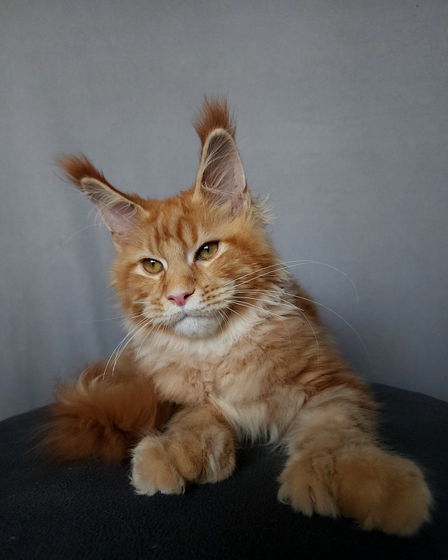 N*Anton Akbars (polydactyl 77/66) - Kitten maine-coon 5 months