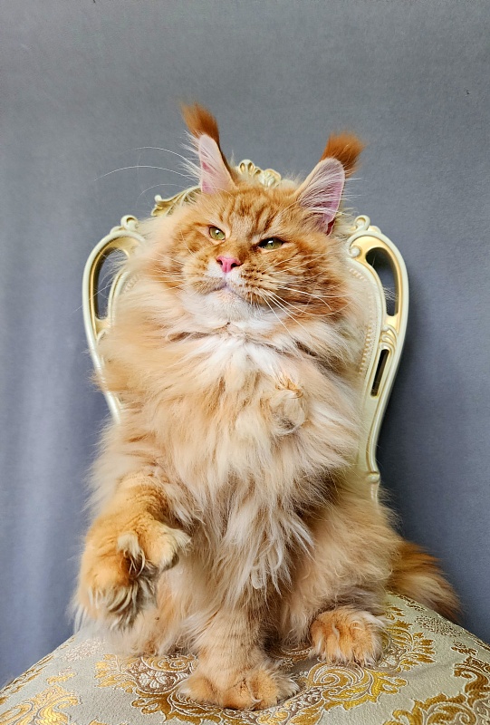 N*Anton Akbars (polydactyl 77/66) - Adult maine-coon 1 year 1 month 3 weeks