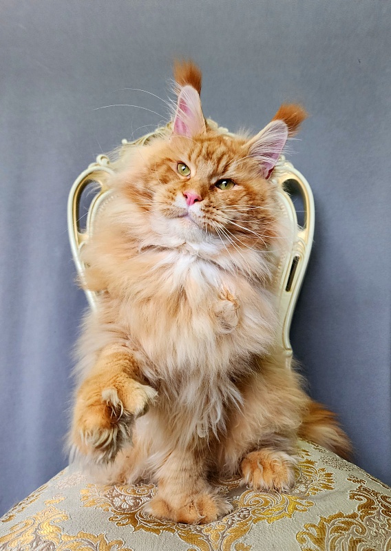 N*Anton Akbars (polydactyl 77/66) - Adult maine-coon 1 year 1 month 3 weeks