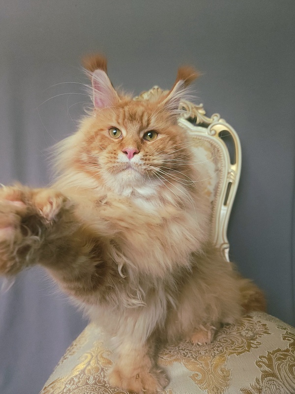 N*Anton Akbars (polydactyl 77/66) - Adult maine-coon 1 year 1 month 3 weeks