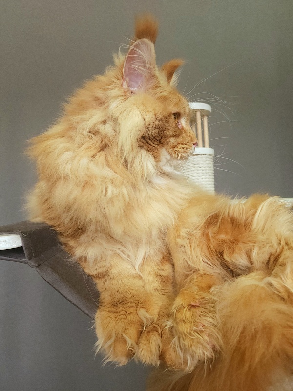 N*Anton Akbars (polydactyl 77/66) - Adult maine-coon 1 year 1 month 3 weeks