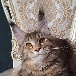 Nicosha Akbars (polydactyl)