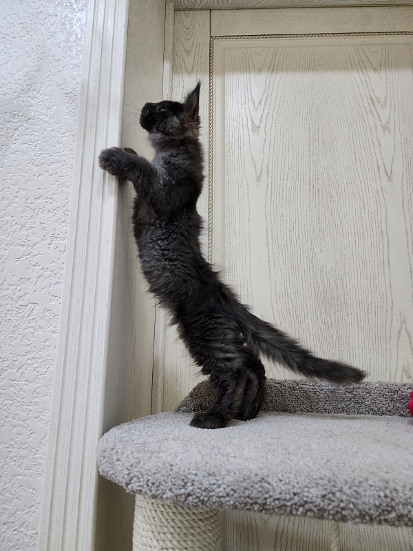Ursel Akbars (polydactyl) 66/66 - Котенок мейн-кун 3 месяца 0,5 недель