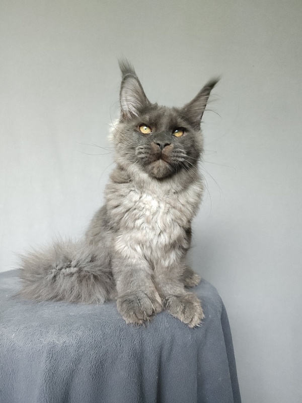 Ursel Akbars (polydactyl) 66/66 - Котенок мейн-кун 4 месяца 3 недели