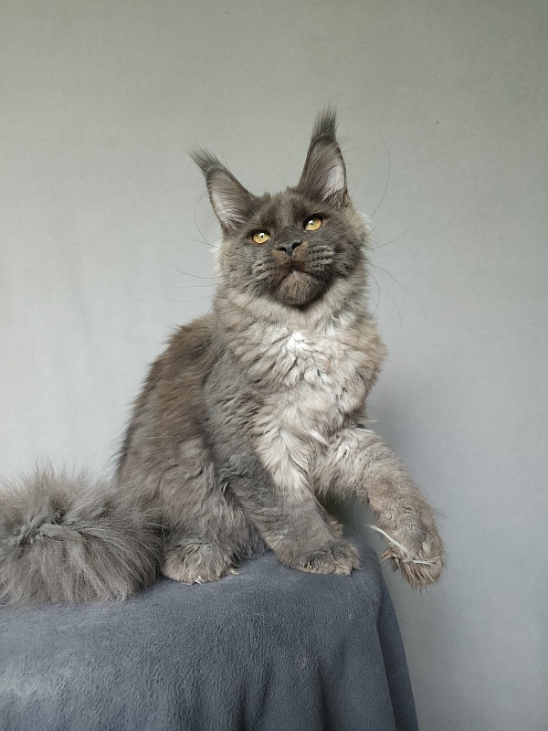 Ursel Akbars (polydactyl) 66/66 - Котенок мейн-кун 4 месяца 3 недели