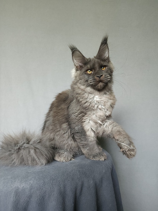Ursel Akbars (polydactyl) 66/66 - Котенок мейн-кун 4 месяца 3 недели