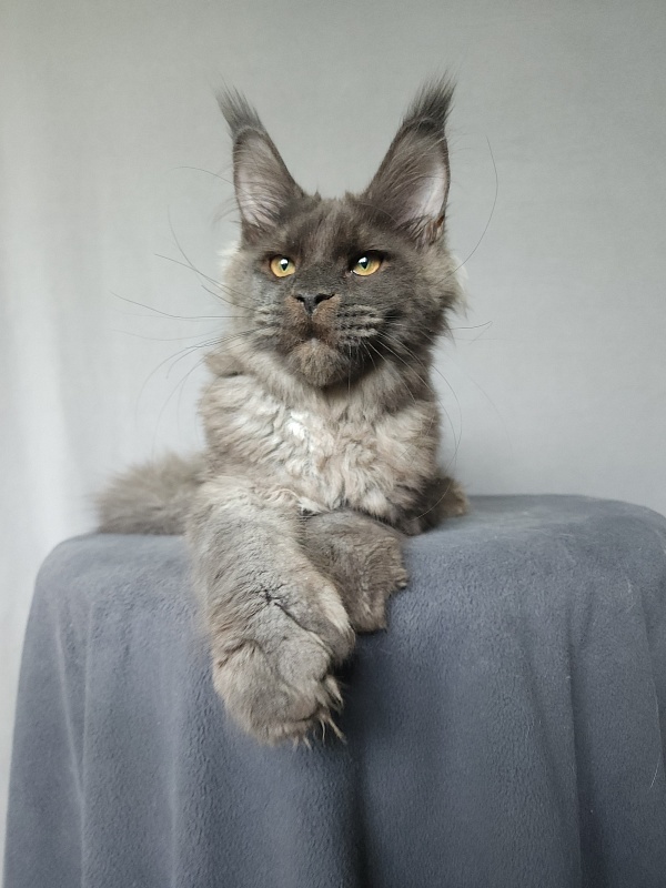Ursel Akbars (polydactyl) 66/66 - Котенок мейн-кун 4 месяца 3 недели