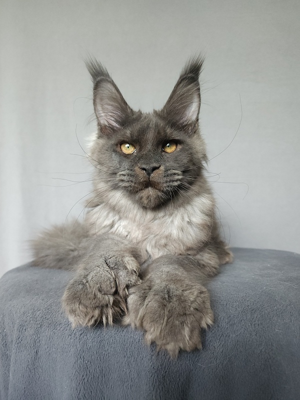 Ursel Akbars (polydactyl) 66/66 - Котенок мейн-кун 4 месяца 3 недели