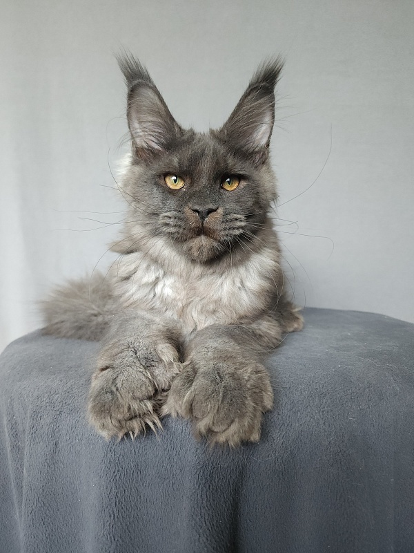 Ursel Akbars (polydactyl) 66/66 - Котенок мейн-кун 4 месяца 3 недели