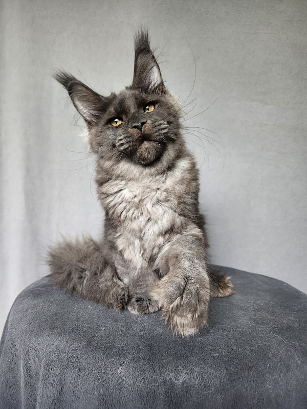 Ursel Akbars (polydactyl) 66/66 - Котенок мейн-кун 4 месяца 3 недели