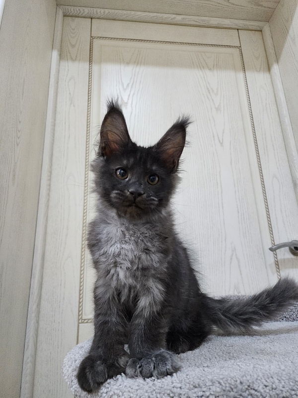 Ursel Akbars (polydactyl) 66/66 - Котенок мейн-кун 3 месяца 0,5 недель