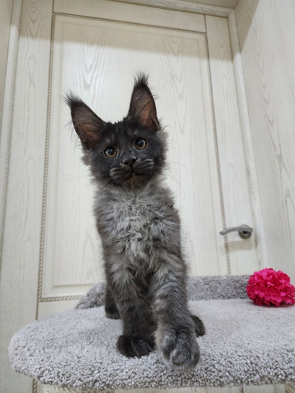 Ursel Akbars (polydactyl) 66/66 - Котенок мейн-кун 3 месяца 0,5 недель