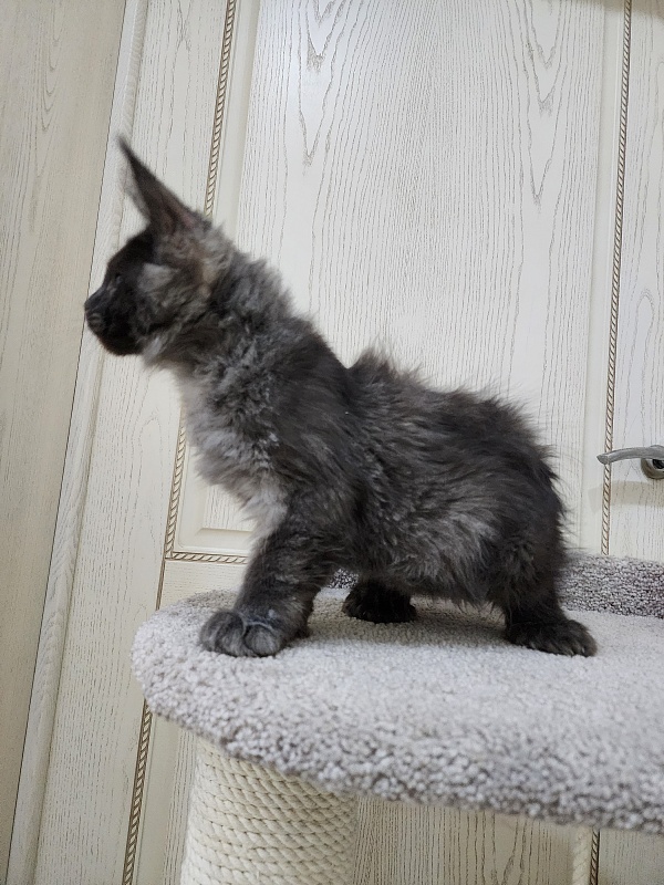 Ursel Akbars (polydactyl) 66/66 - Котенок мейн-кун 3 месяца 0,5 недель