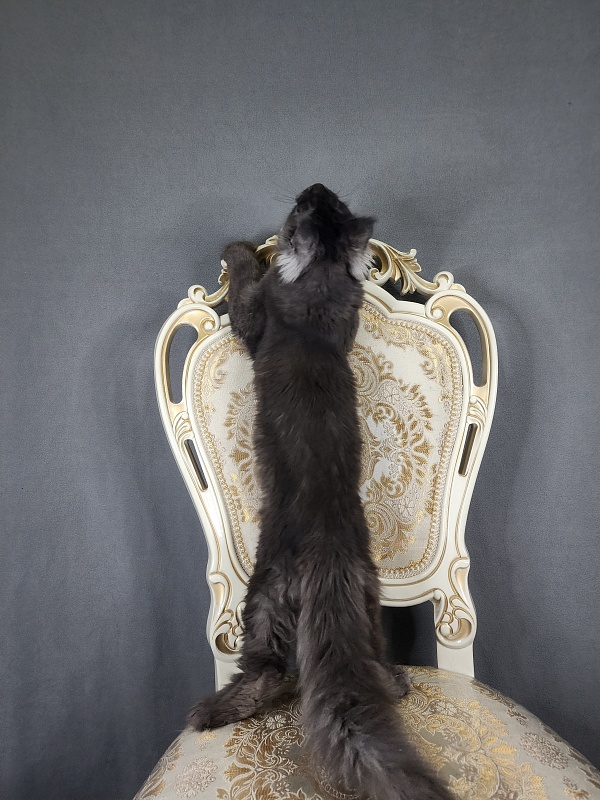 Ursel Akbars (polydactyl) 66/66 - Котенок мейн-кун 4 месяца 2,5 недели